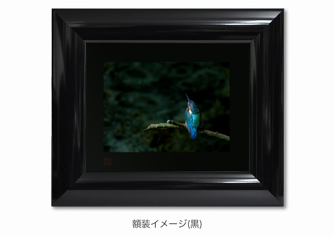宝石の羽色・額装付｜写真家 Kankan