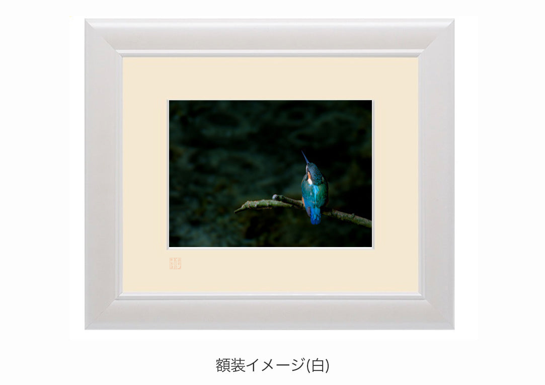 宝石の羽色・額装付｜写真家 Kankan