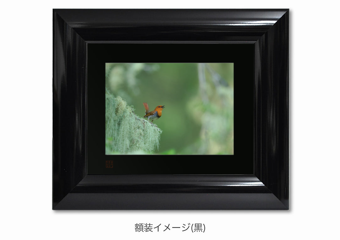 深き森に囀る・額装付｜写真家 Kankan