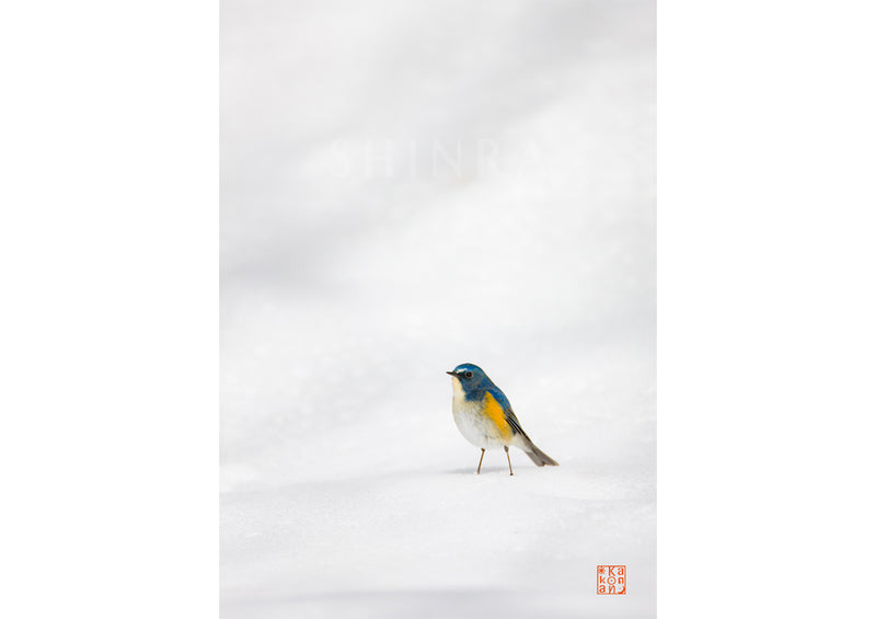 白銀に立つ 幸せの青い鳥・額装付｜写真家 Kankan