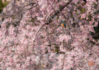 満開の桜 翡翠の鳥・額装付｜写真家 Kankan