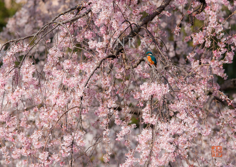 満開の桜 翡翠の鳥・額装付｜写真家 Kankan