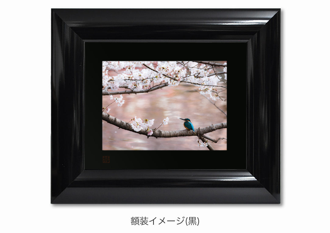 桜色に彩られた水面に・額装付｜写真家 Kankan