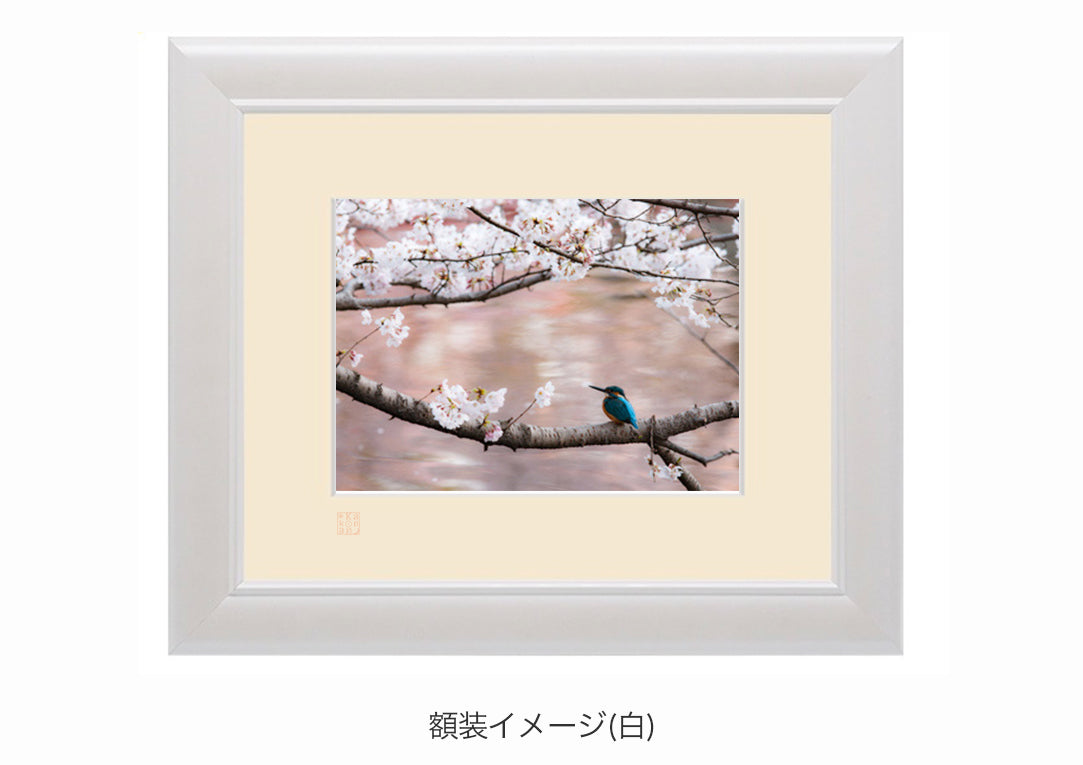 桜色に彩られた水面に・額装付｜写真家 Kankan