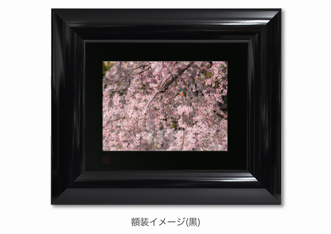 満開の桜 翡翠の鳥・額装付｜写真家 Kankan
