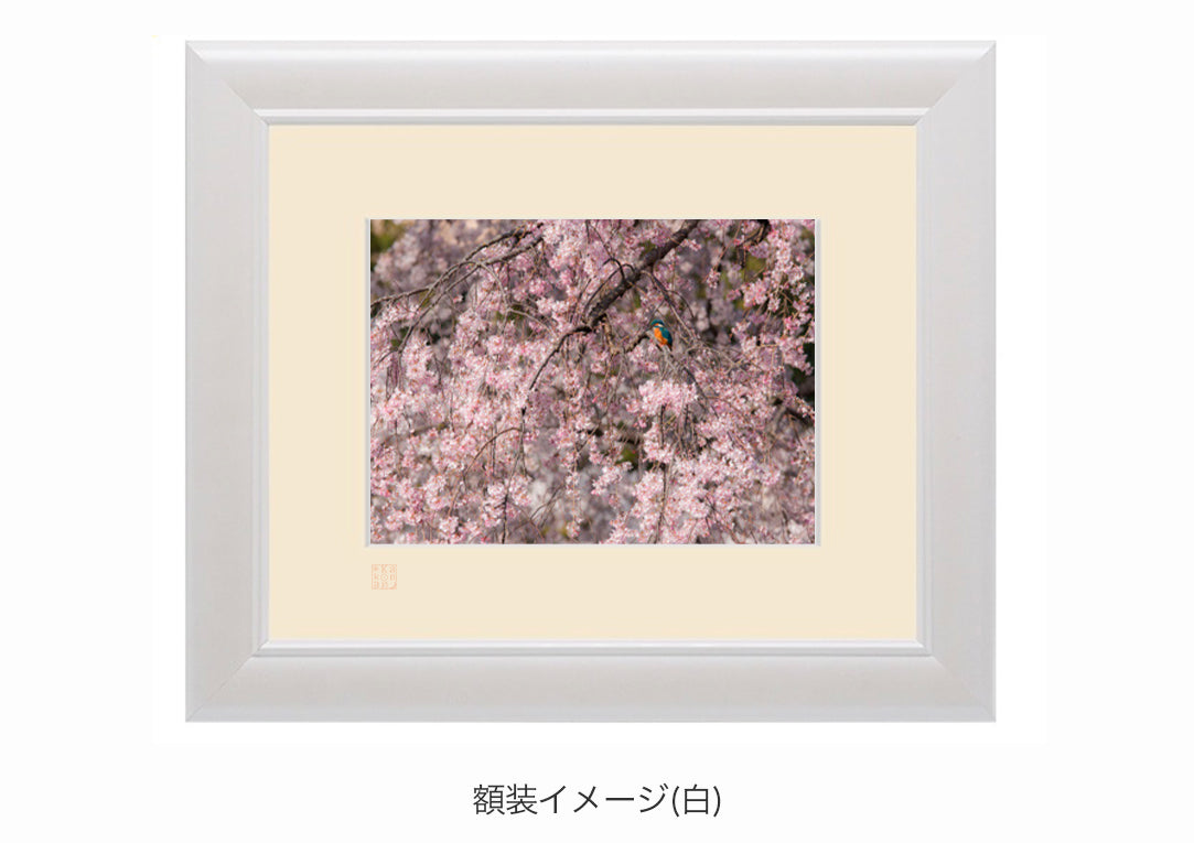 満開の桜 翡翠の鳥・額装付｜写真家 Kankan