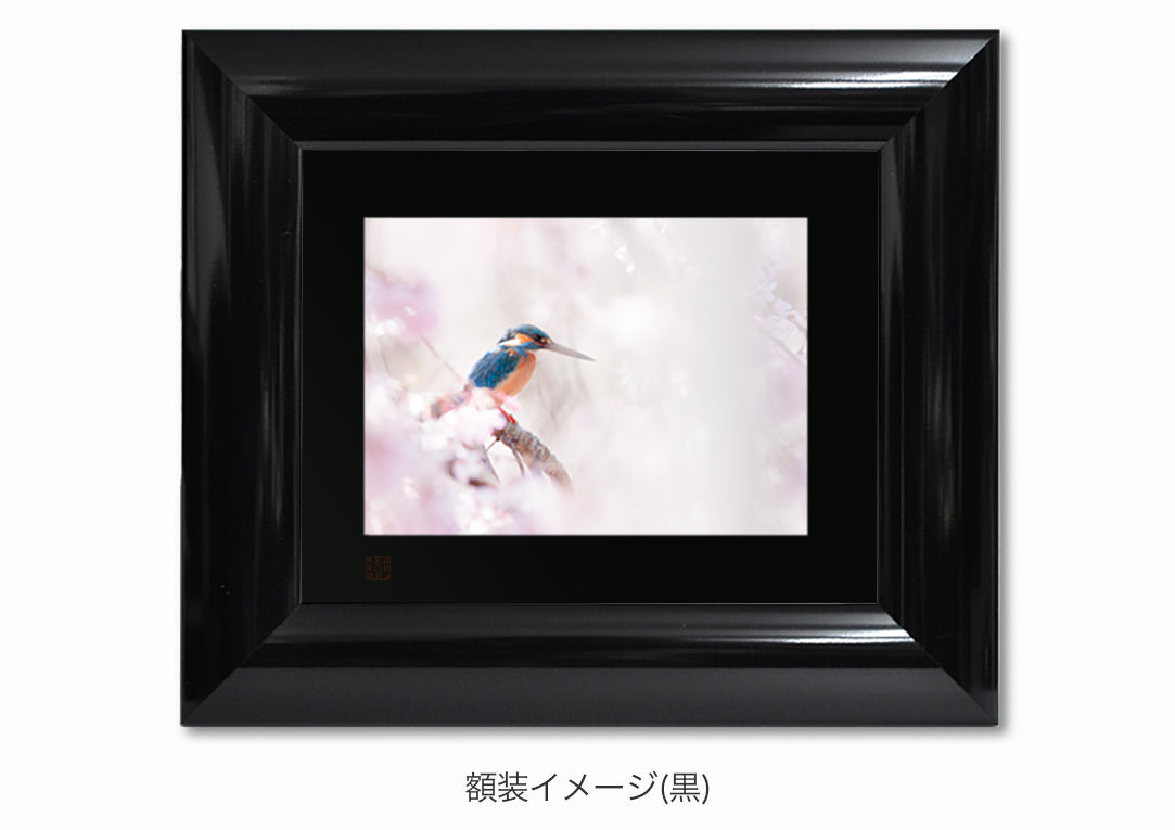 桜幻想・額装付｜写真家 Kankan