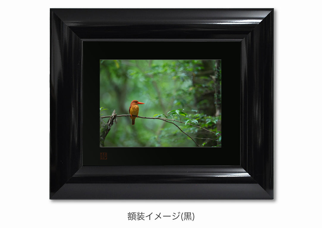 生命の森に火の鳥映える｜写真家 Kankan