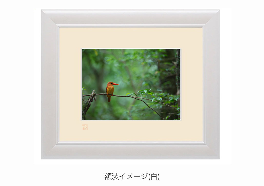新緑にカワセミ・額装付｜写真家 Kankan