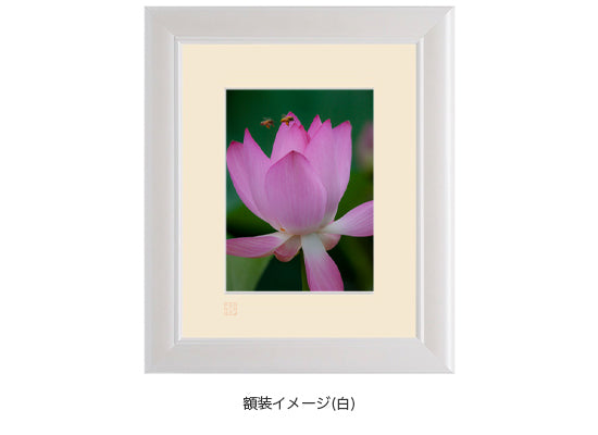 みつあつめ・額装付｜写真家 Kankan