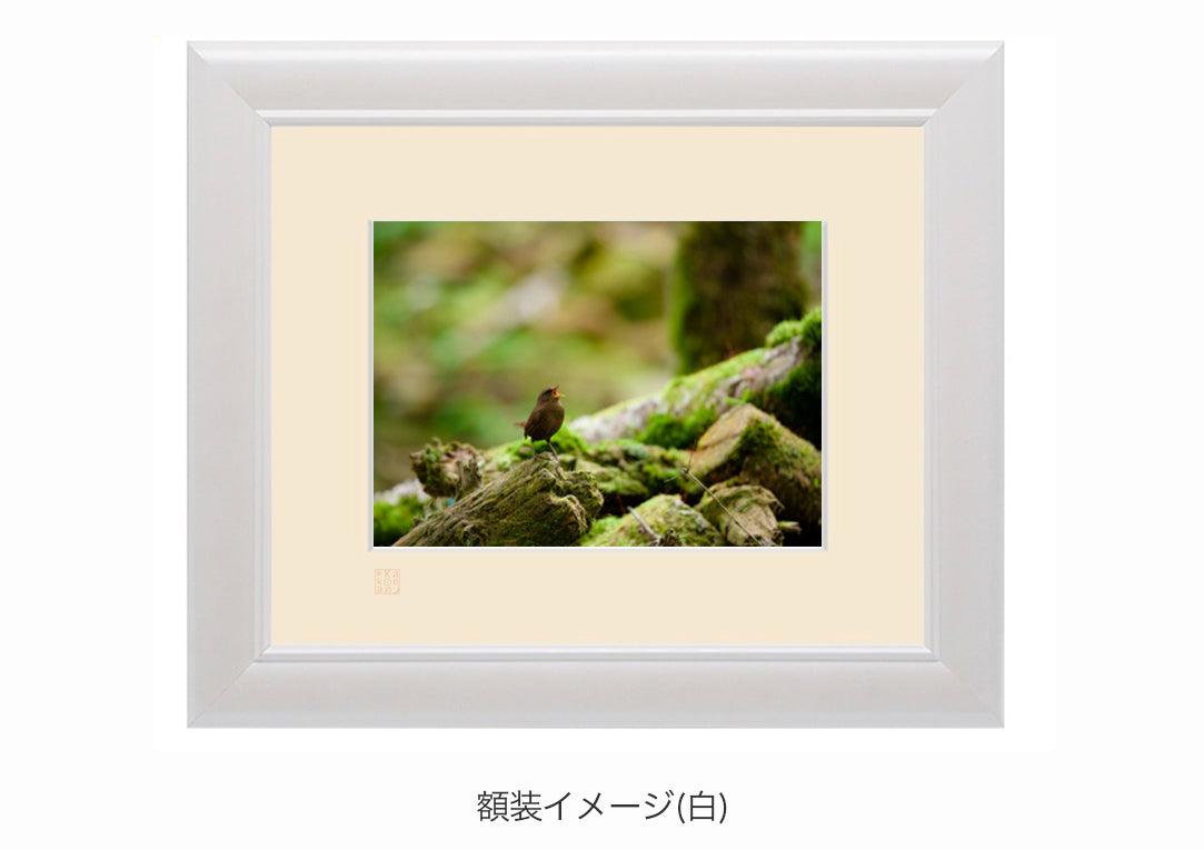 苔生す森に生命を謳う・額装付｜写真家 Kankan