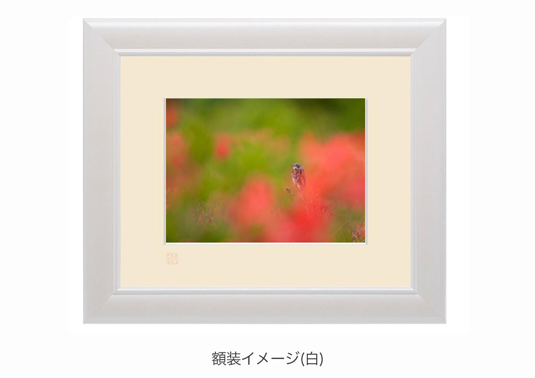 朱色幻想・額装付｜写真家 Kankan