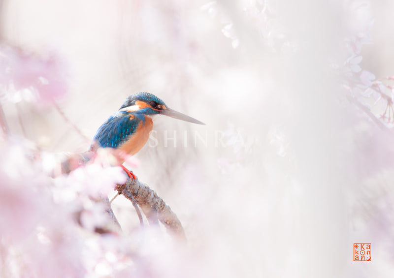 桜幻想・額装付｜写真家 Kankan