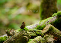 苔生す森に生命を謳う・額装付｜写真家 Kankan