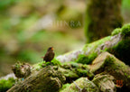 苔生す森に生命を謳う・額装付｜写真家 Kankan