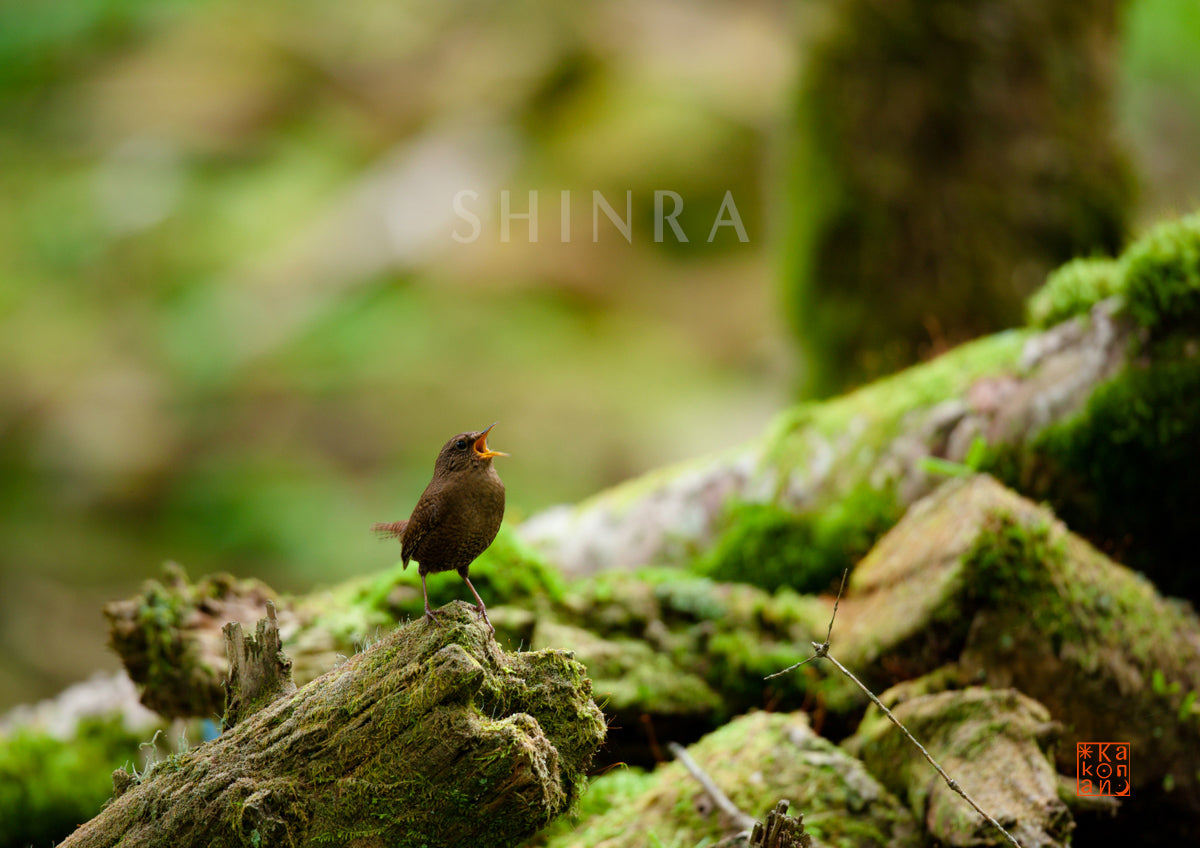 苔生す森に生命を謳う・額装付｜写真家 Kankan