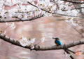 桜色に彩られた水面に・額装付｜写真家 Kankan