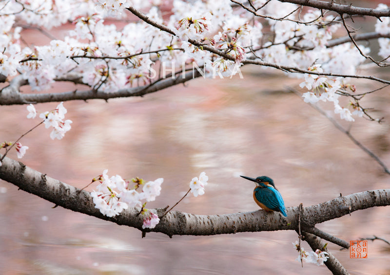 桜色に彩られた水面に・額装付｜写真家 Kankan