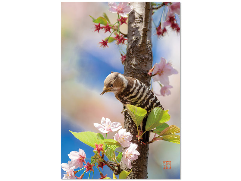 桜にとまって（コゲラ）｜写真家 Kankan