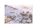 桜の庭に遊ぶ（オジロビタキ）｜写真家 Kankan