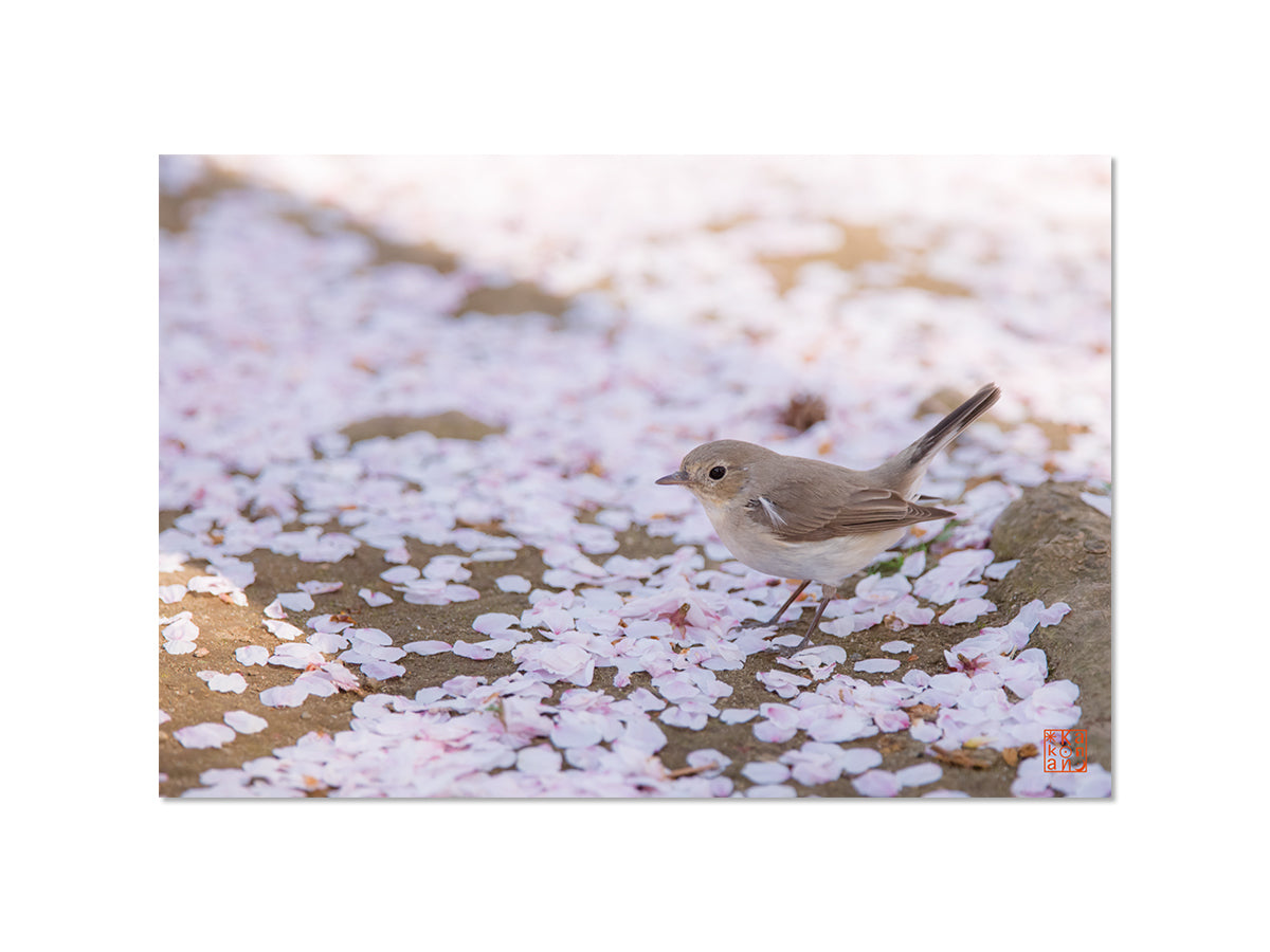 桜の庭に遊ぶ（オジロビタキ）｜写真家 Kankan