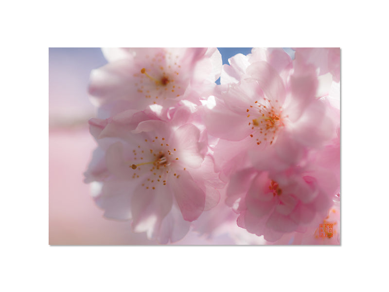 爛漫（桜）｜写真家 Kankan