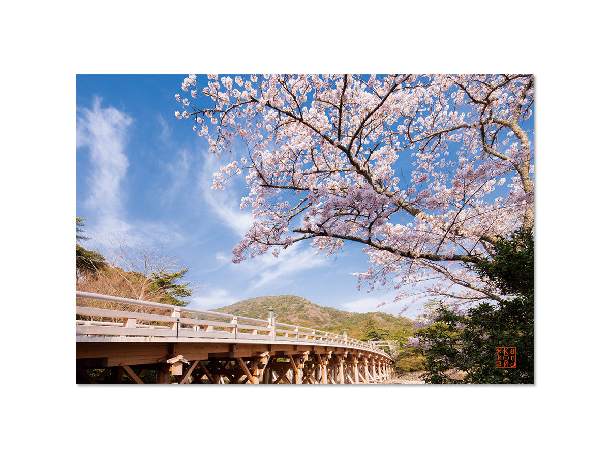 ポストカード 桜と宇治橋 ｜写真家 Kankan