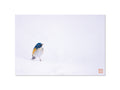 雪にたたずむ幸せの青い鳥（ルリビタキ）｜写真家 Kankan