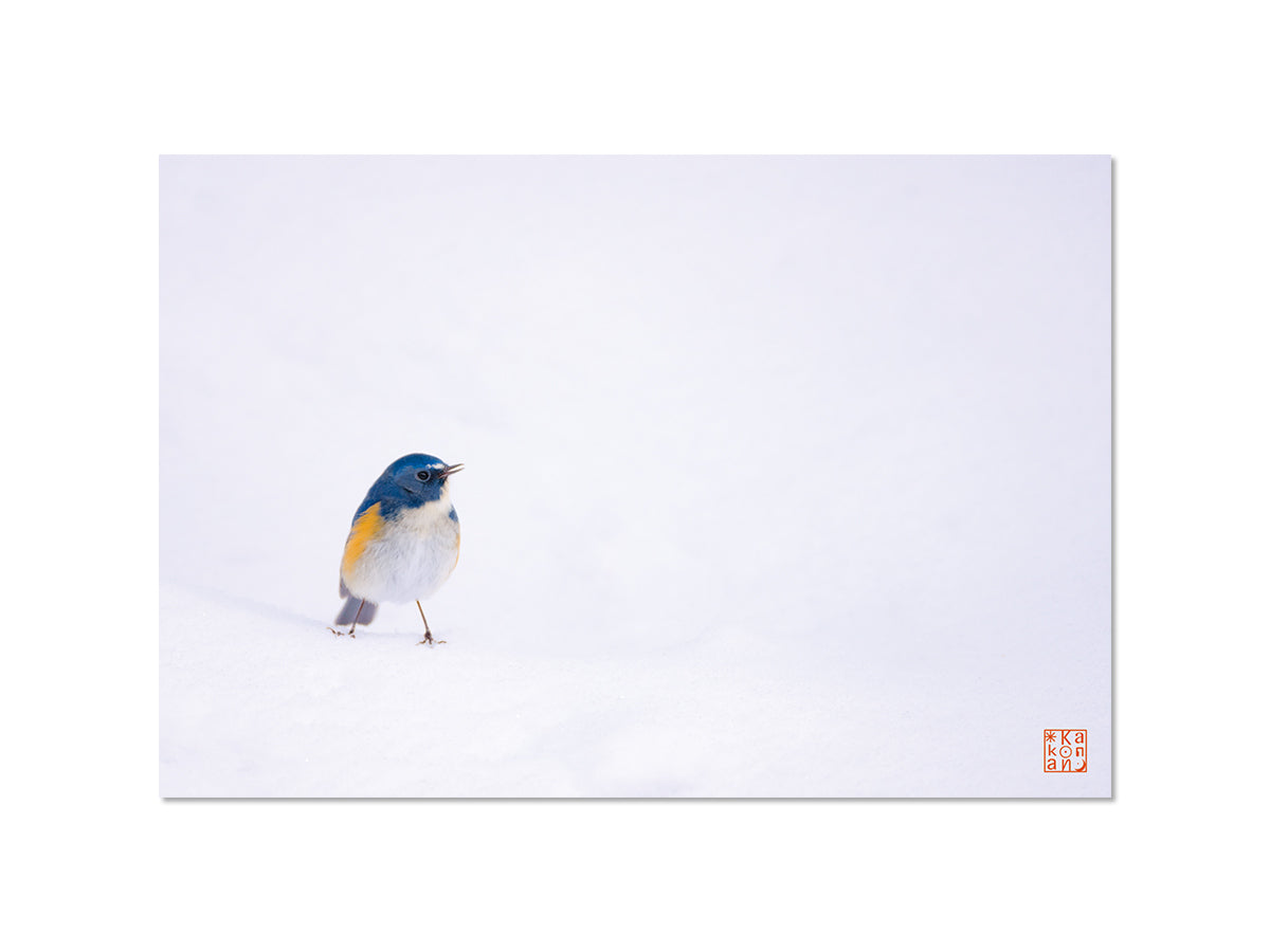 雪にたたずむ幸せの青い鳥（ルリビタキ）｜写真家 Kankan